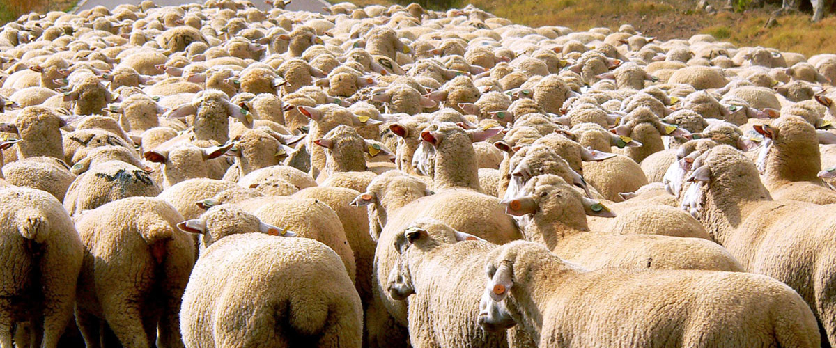 Lambs por José Luis Hernández Zurdo en cc sur Flickr
